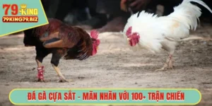 Đá gà cựa sắt 79king